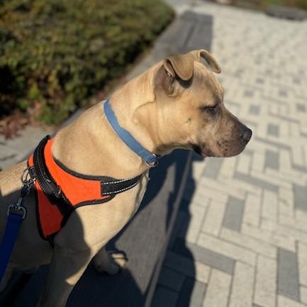 Enlarge Twitch, a Adoptable mixed breed in Greenville, SC image 2/6