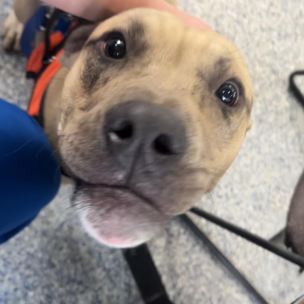 Enlarge Twitch, a Adoptable mixed breed in Greenville, SC image 3/6