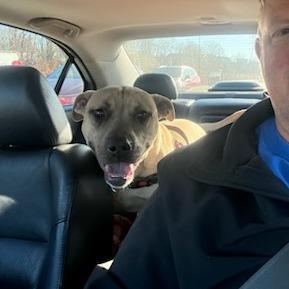 Enlarge Twitch, a Adoptable mixed breed in Greenville, SC image 4/6