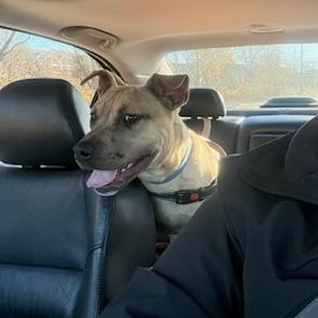 Enlarge Twitch, a Adoptable mixed breed in Greenville, SC image 5/6