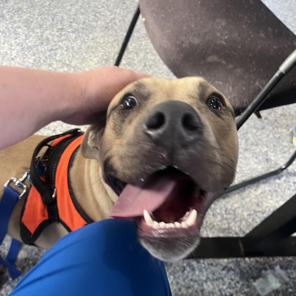 Enlarge Twitch, a Adoptable mixed breed in Greenville, SC image 6/6