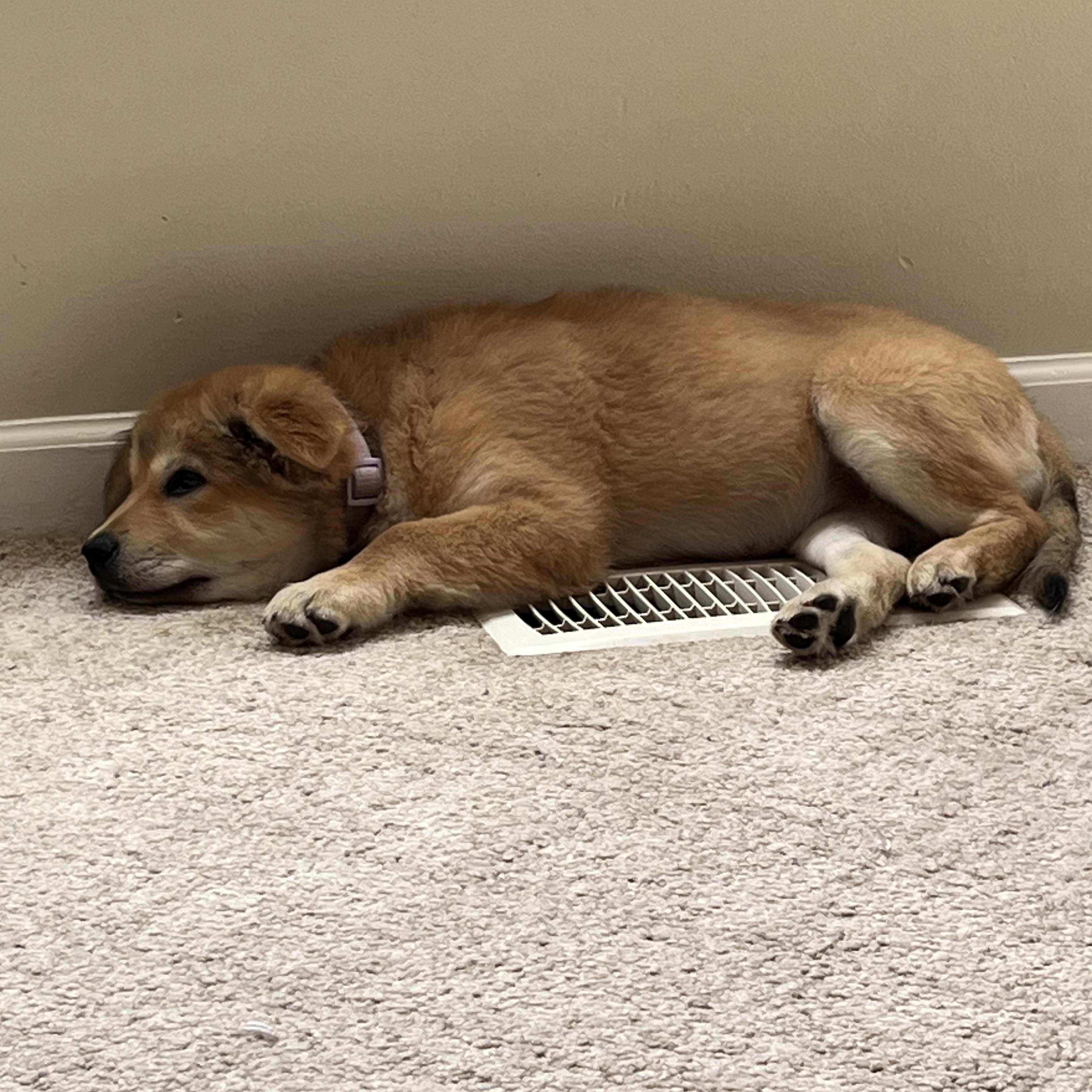 Sandy, Adoptable, Puppy Female Labrador Retriever & Mixed Breed.