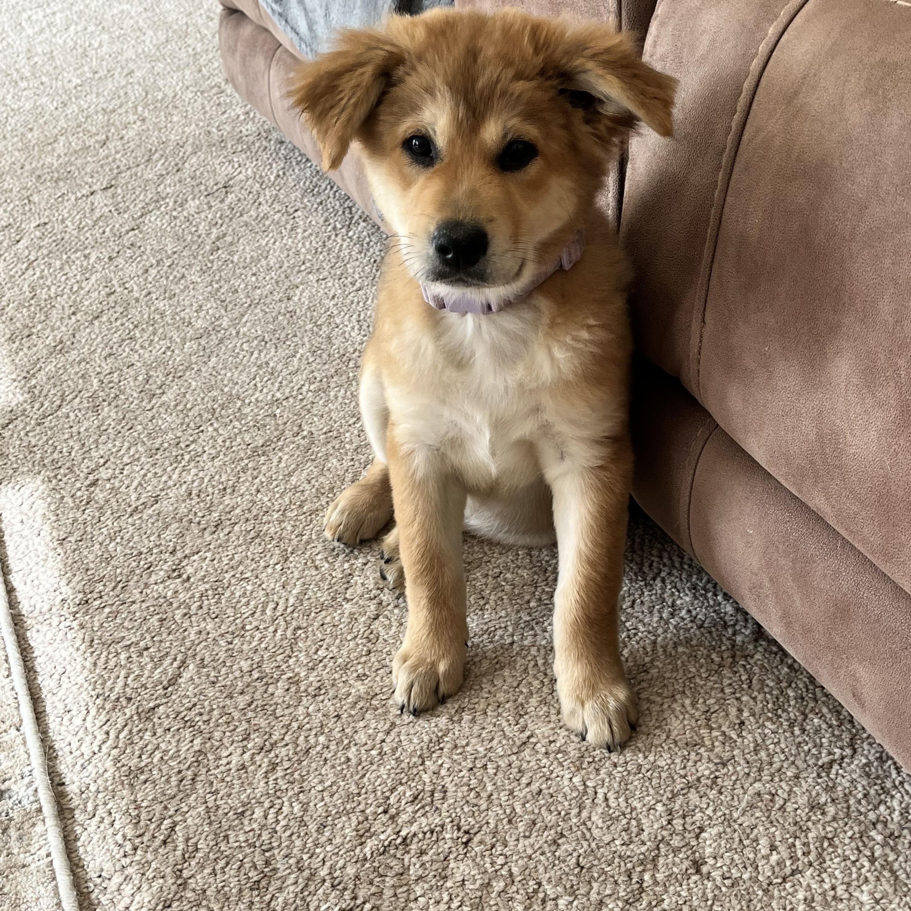 Sandy, a Adoptable mixed breed in Kannapolis, NC image 2/2