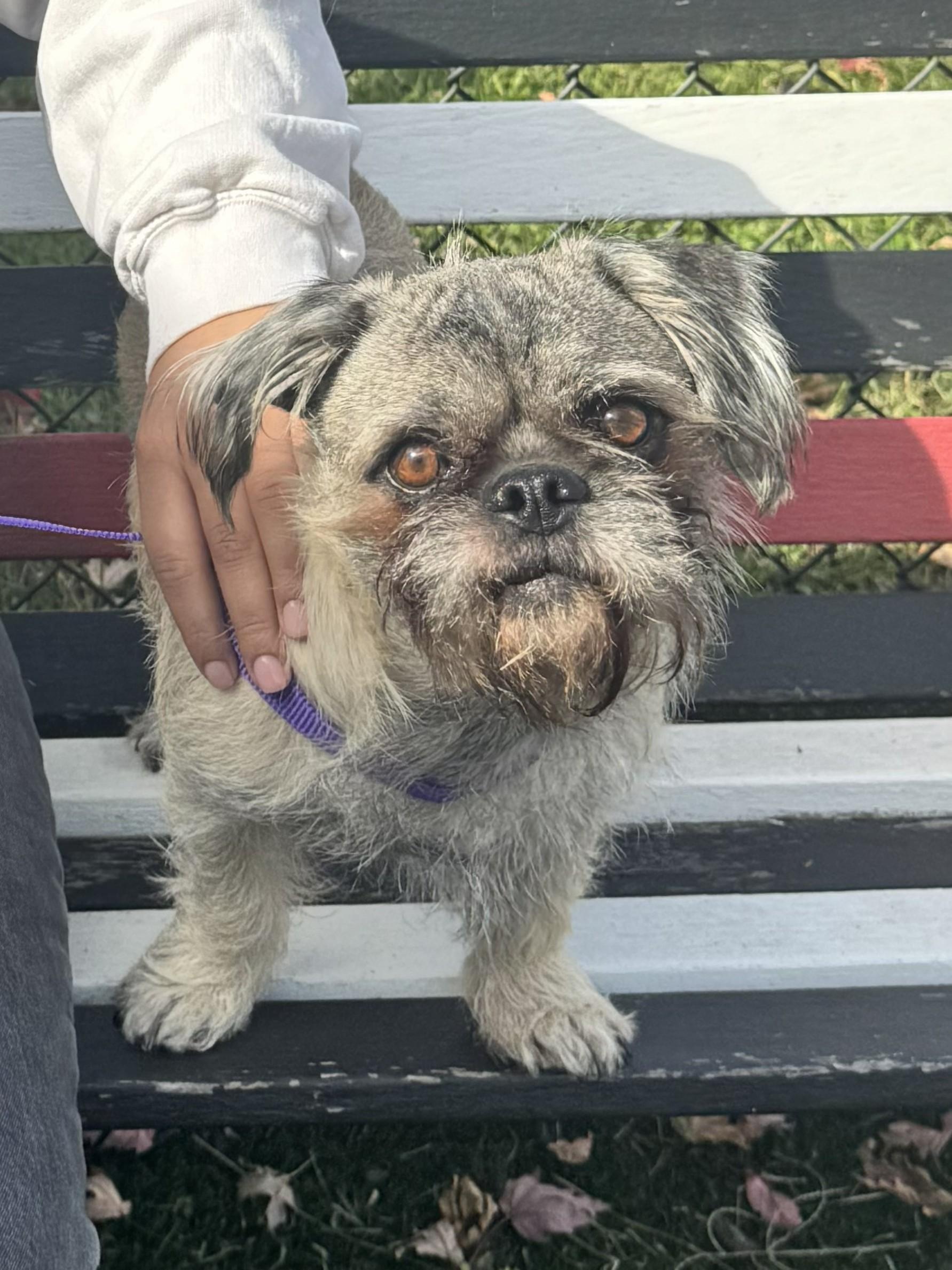 Enlarge Archie, a Adoptable mixed breed in Perth Amboy, NJ image 1/3