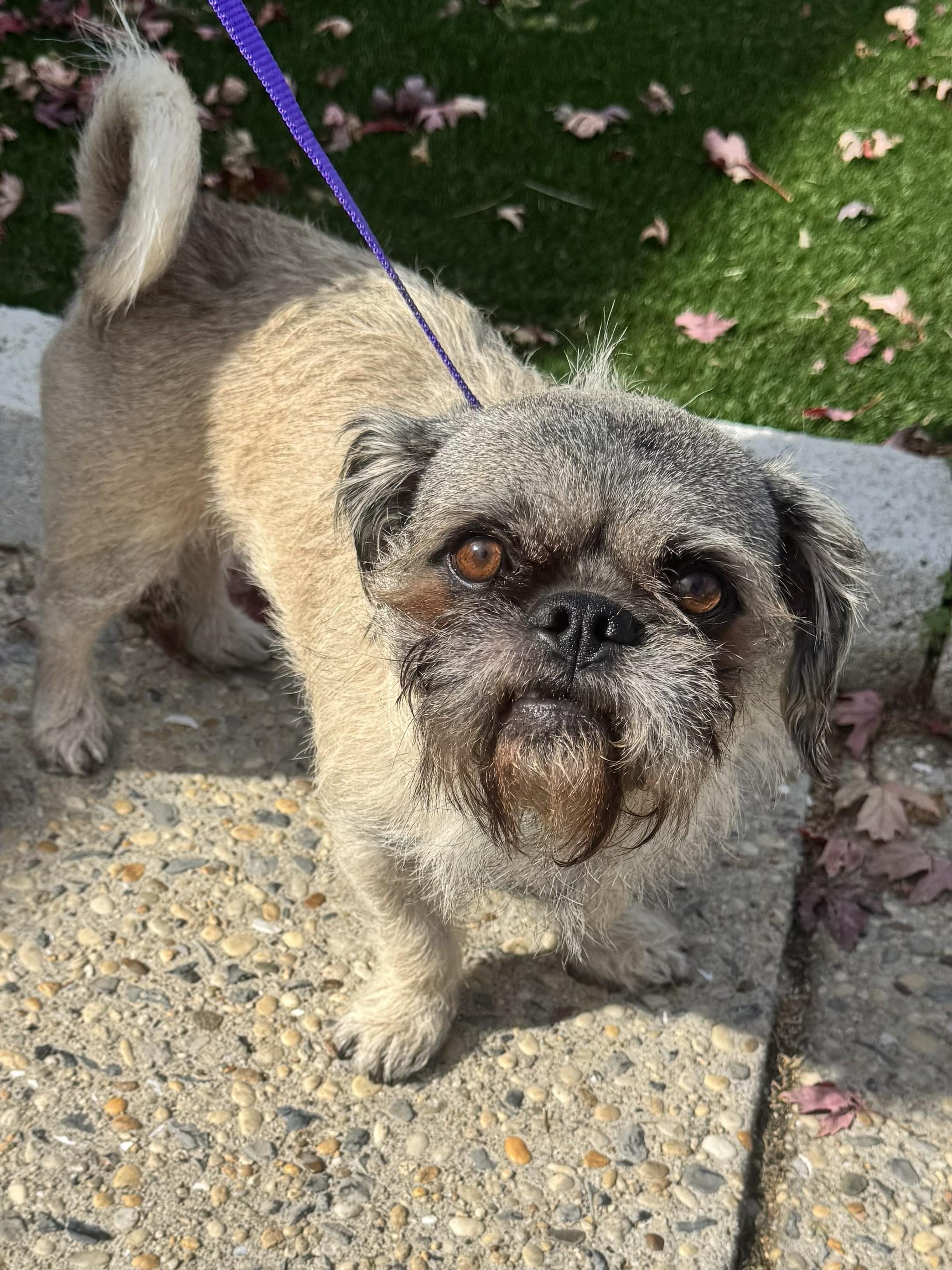Enlarge Archie, a Adoptable mixed breed in Perth Amboy, NJ image 2/3