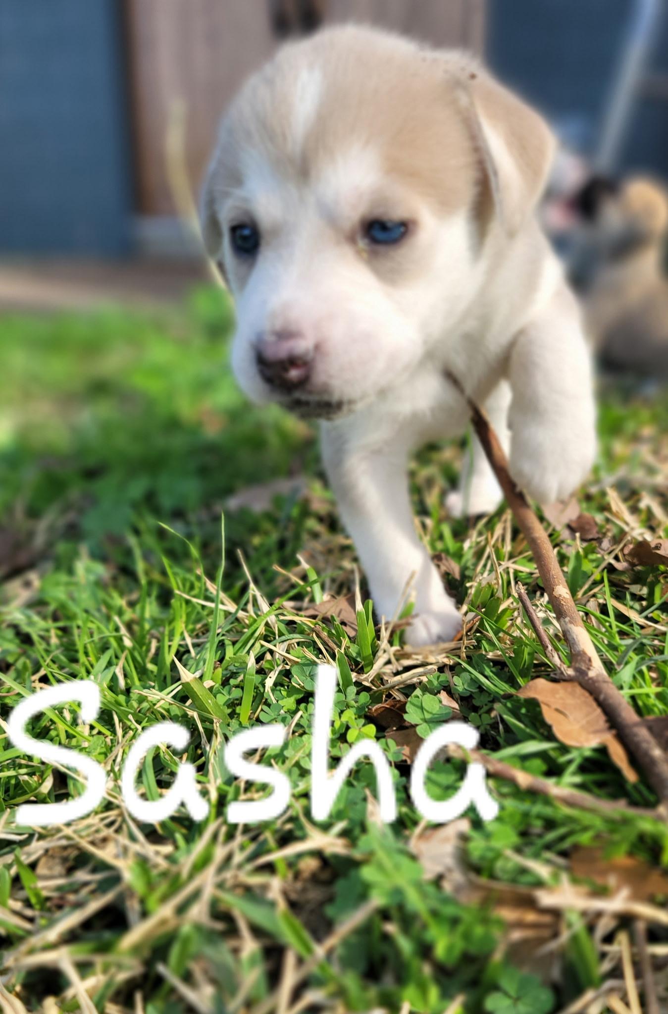 Enlarge Sasha, an adopted mixed breed in Orlando, FL image 1/2