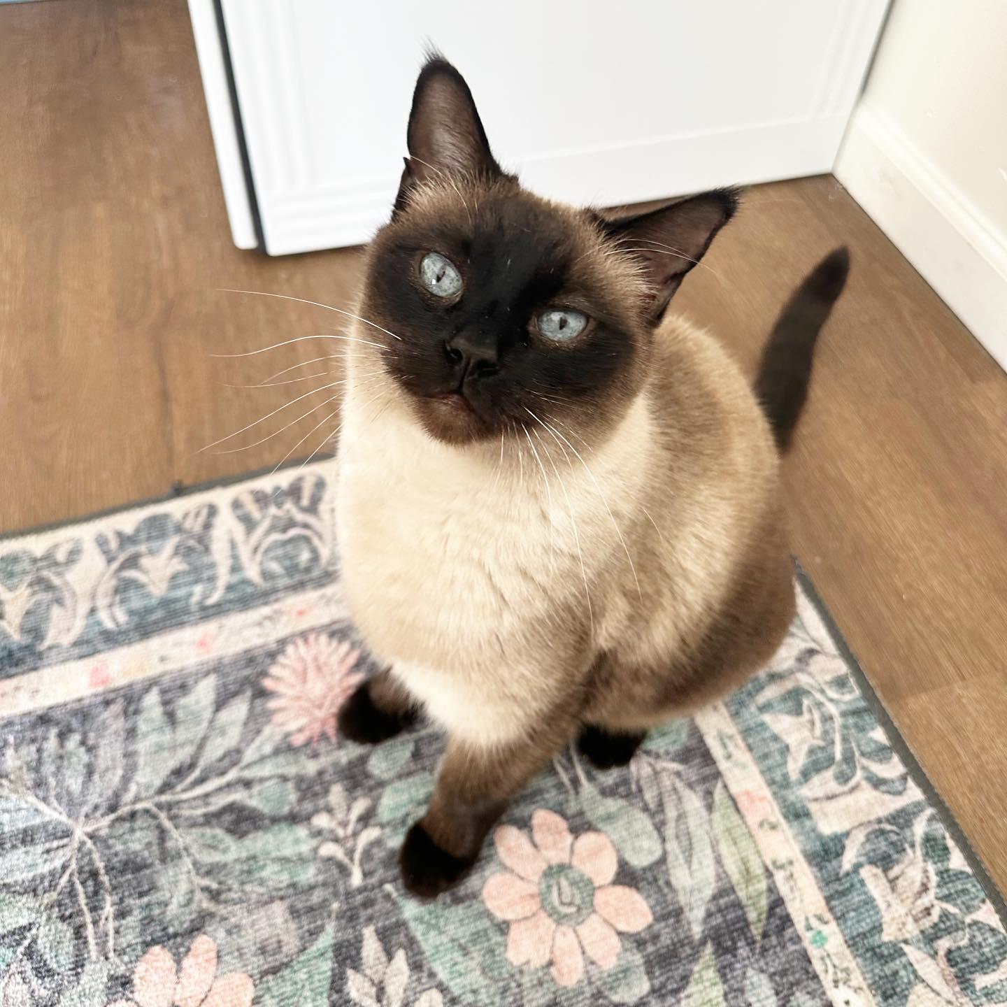 Rupert, ADOPTABLE, Adult Male Siamese.