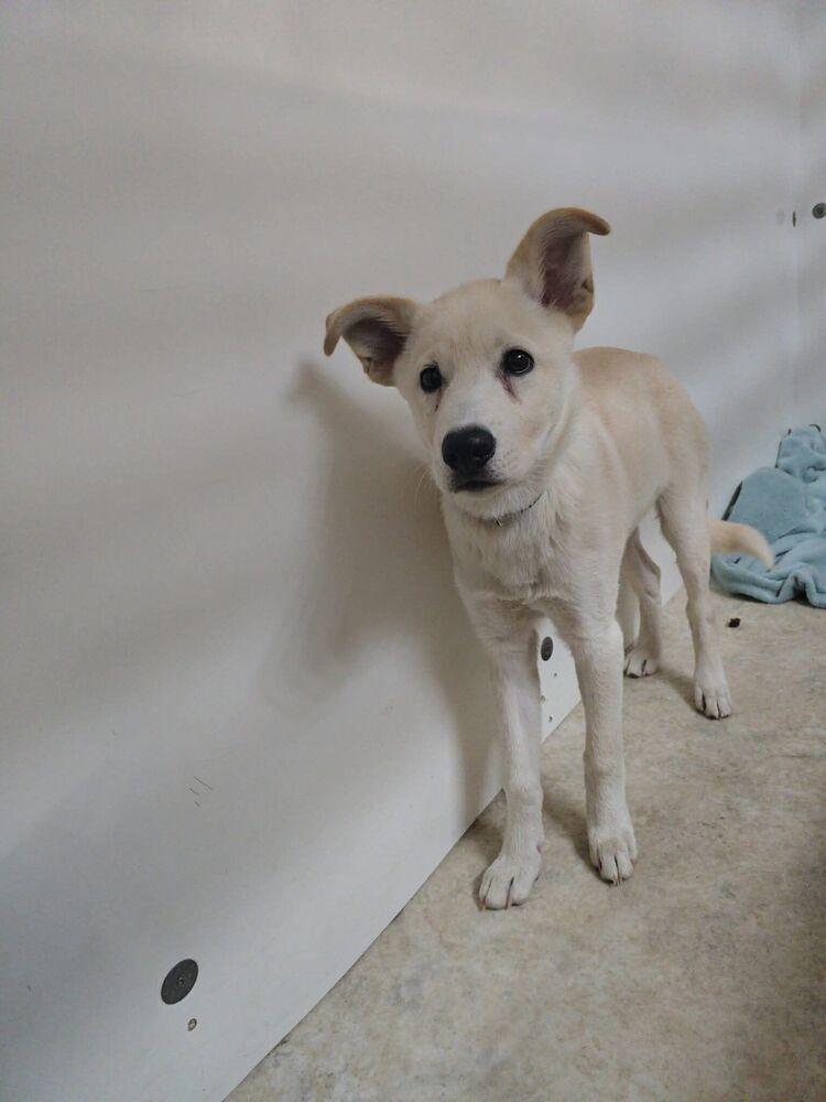 Enlarge Thumper, a Adoptable mixed breed in Calgary, AB image 1/1