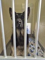 Ajax, adopted, Young Male German Shepherd Dog.
