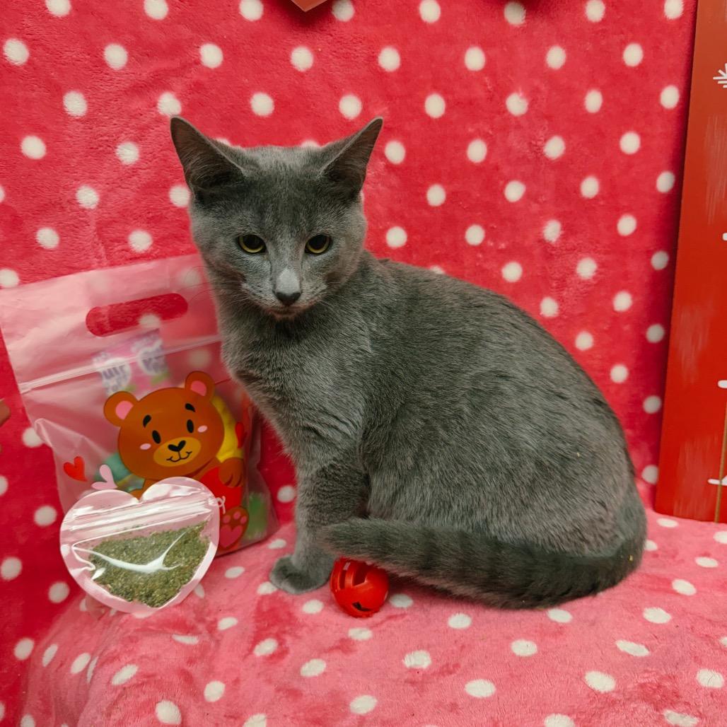 Freddy, a Adoptable Domestic Short Hair in Corbin, KY image 1/4