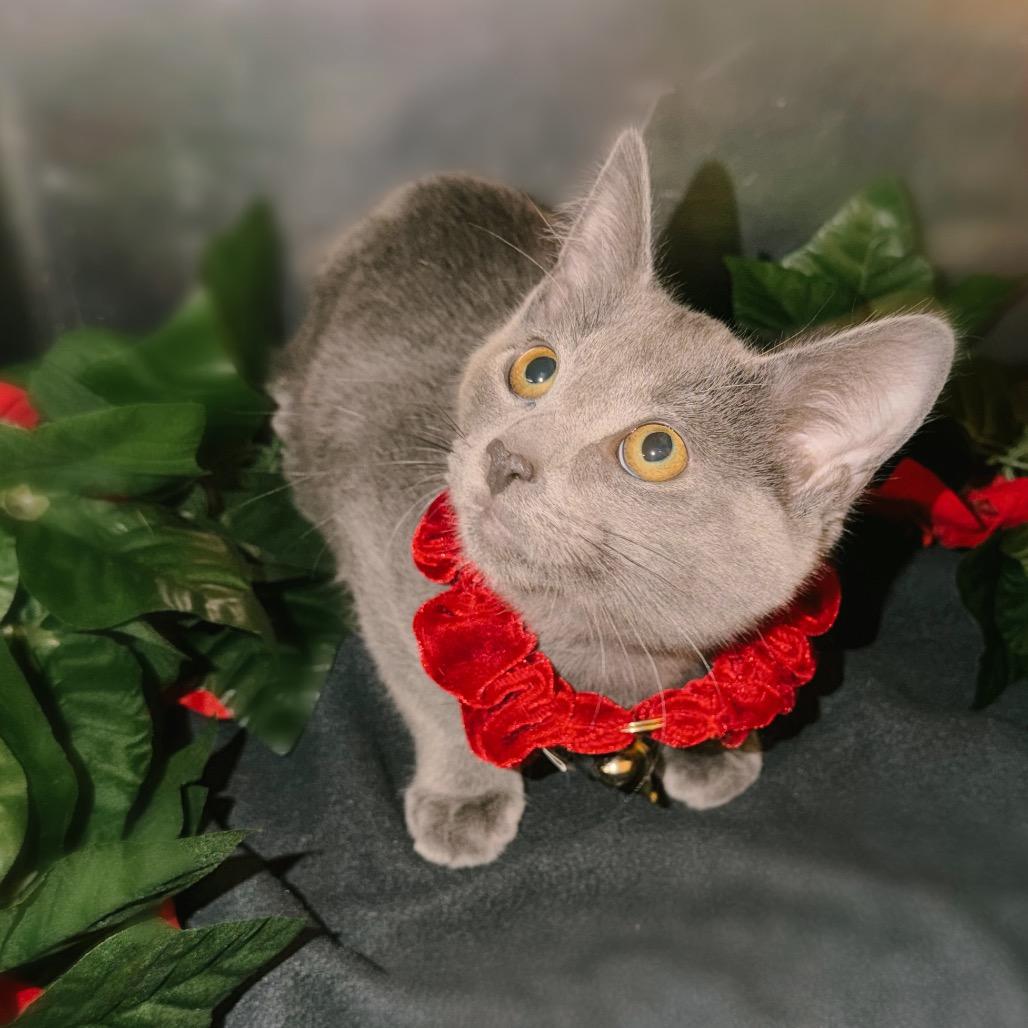 Freddy, a Adoptable Domestic Short Hair in Corbin, KY image 3/4