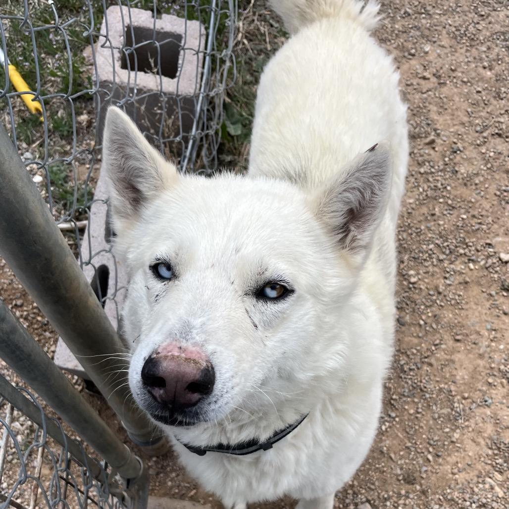 Zeus, Adoptable, Adult Male Husky.