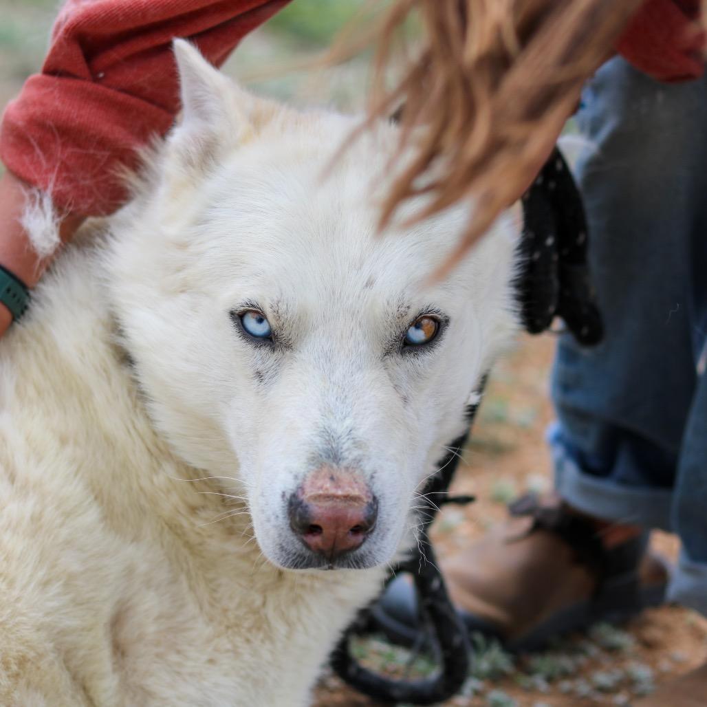 Zeus, a Adoptable Husky in Taos, NM image 2/2
