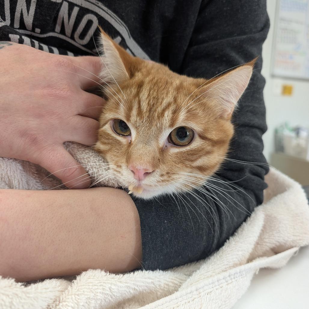 Colby, Adoptable, Young Male Domestic Short Hair.