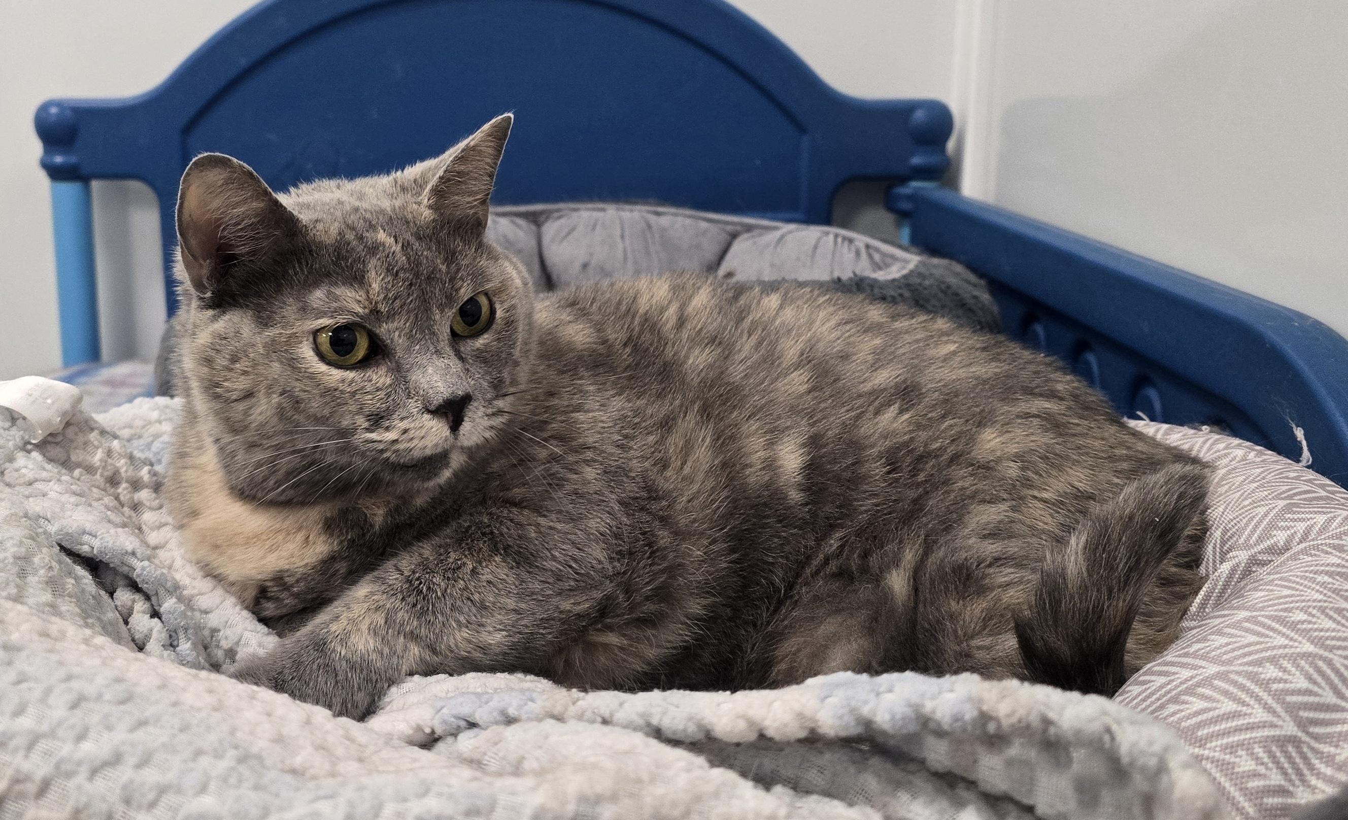 Enlarge Gabi, a Adoptable Domestic Short Hair in Williamsport, PA image 2/2