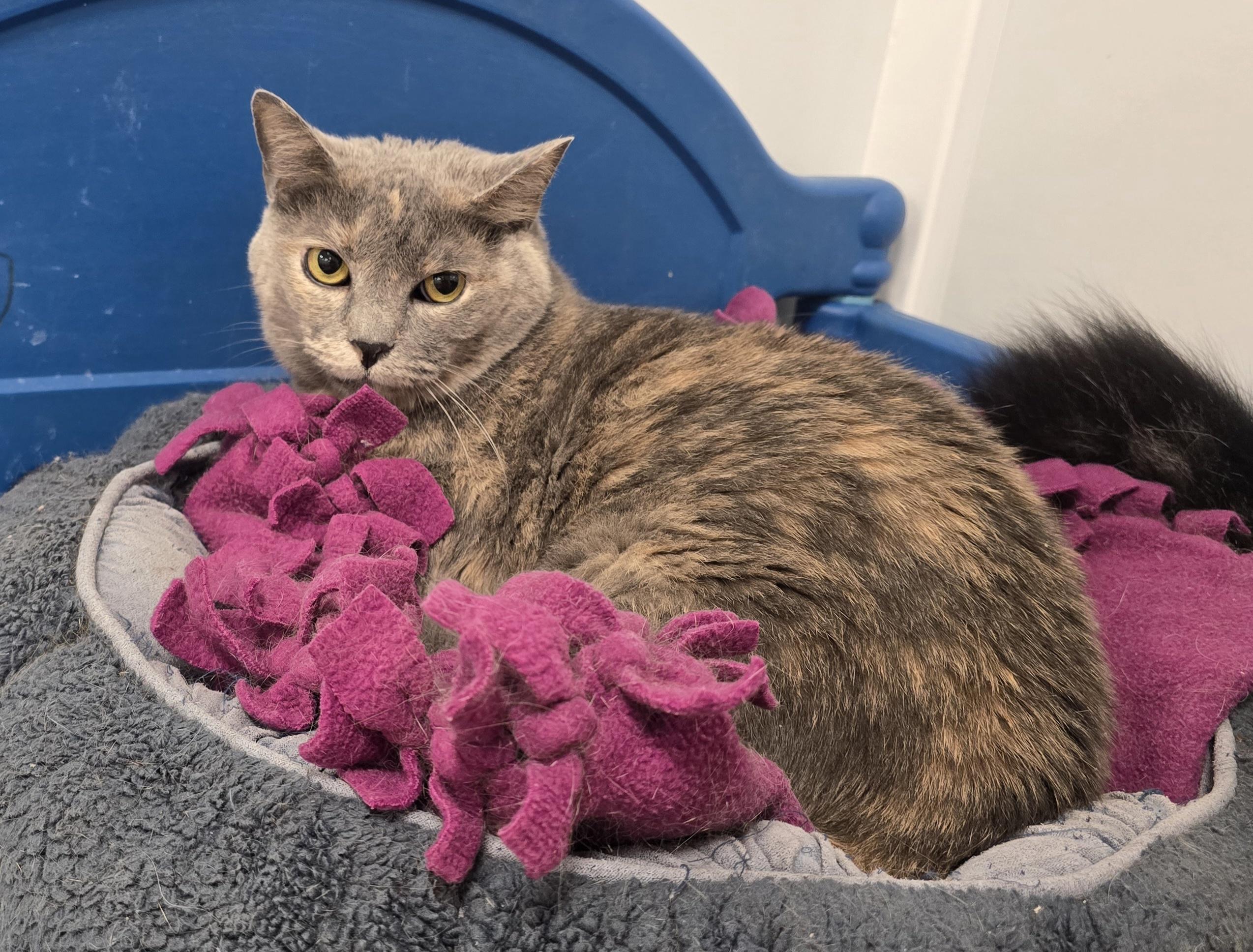 Gabi, Adoptable, Adult Female Domestic Short Hair.