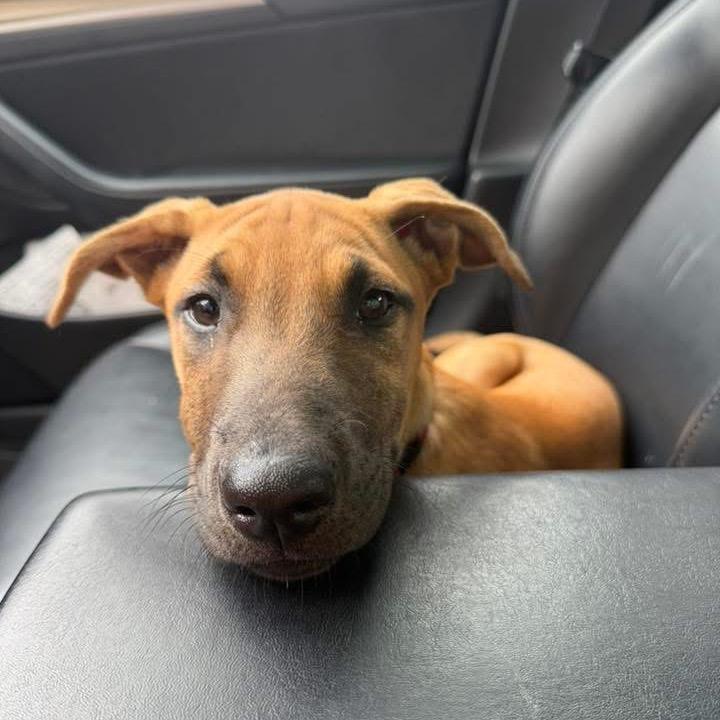 Roquefort, a Adoptable mixed breed in Wheeling, IL image 1/5