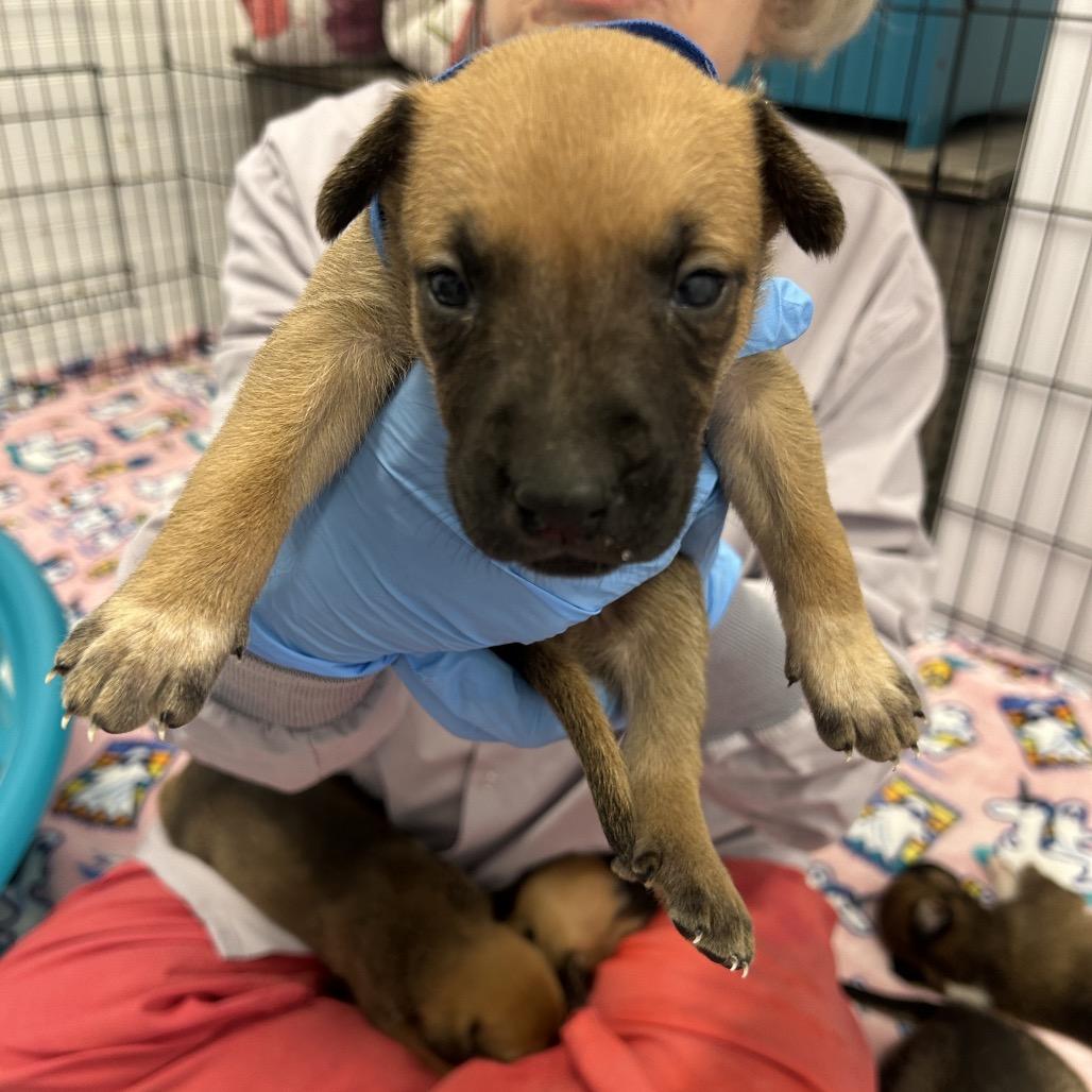 Roquefort, a Adoptable mixed breed in Wheeling, IL image 2/5
