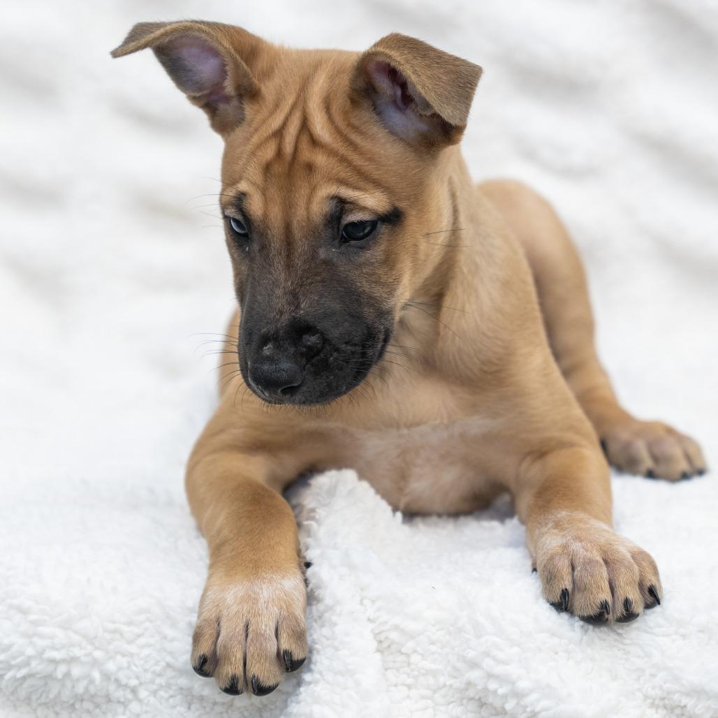Roquefort, a Adoptable mixed breed in Wheeling, IL image 3/5