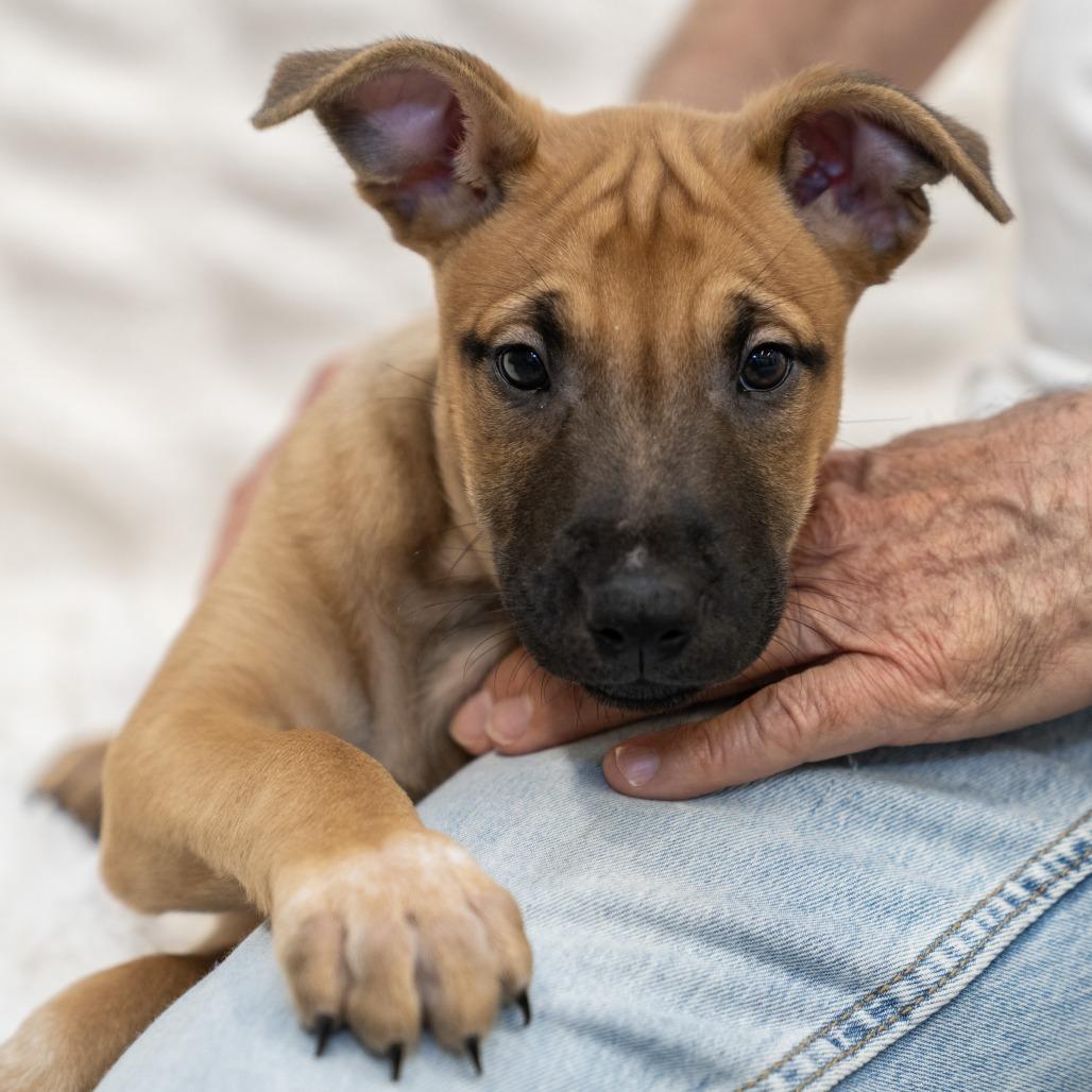 Roquefort, a Adoptable mixed breed in Wheeling, IL image 5/5