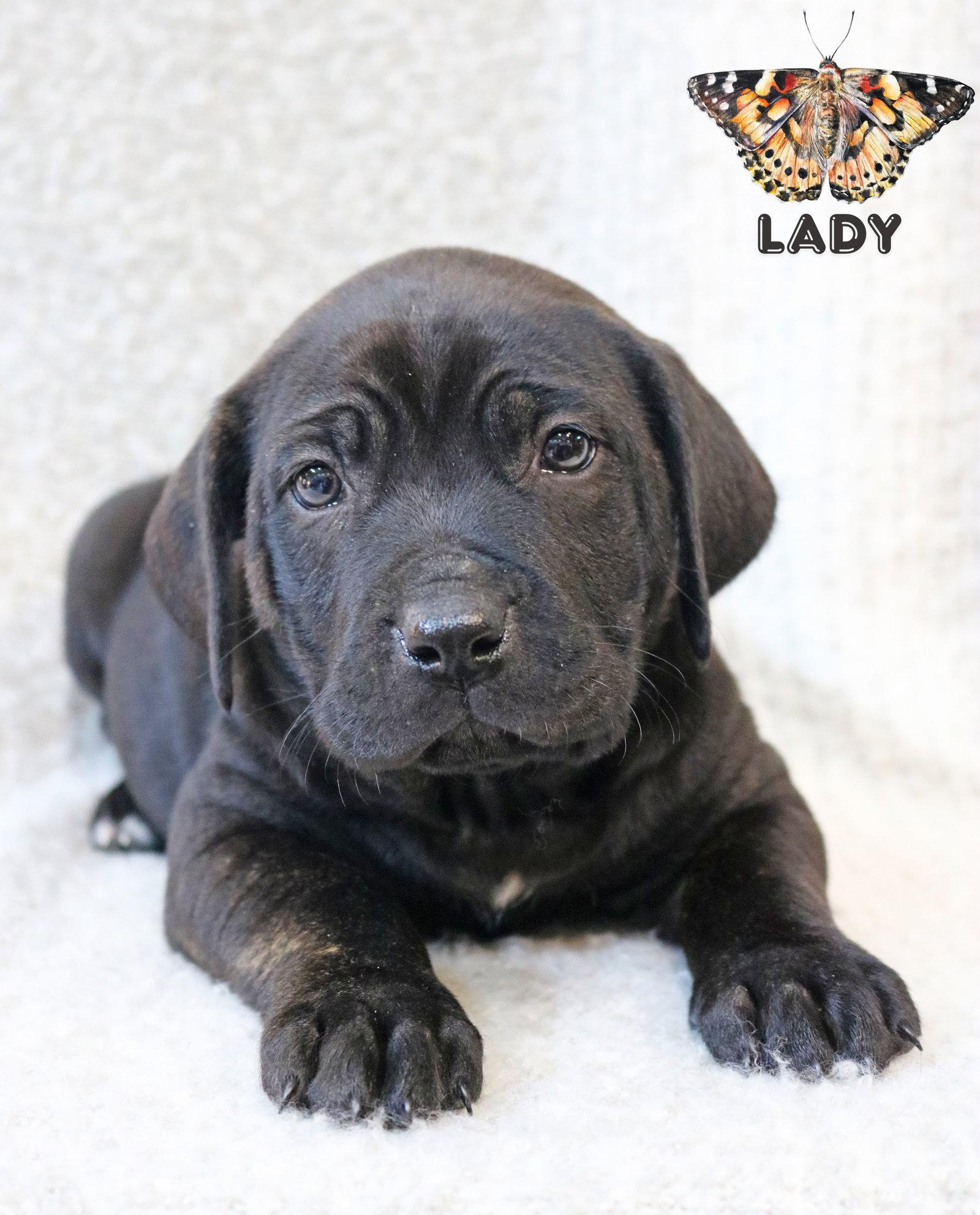 Lady Wings-of-Love *LOCAL*, Adopted, Puppy Female Hound & Mastiff.