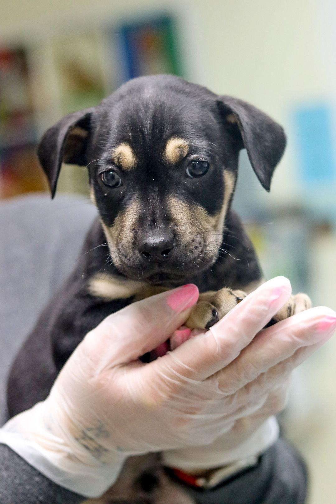 Smooches, Adoptable, Puppy Male Mixed Breed.