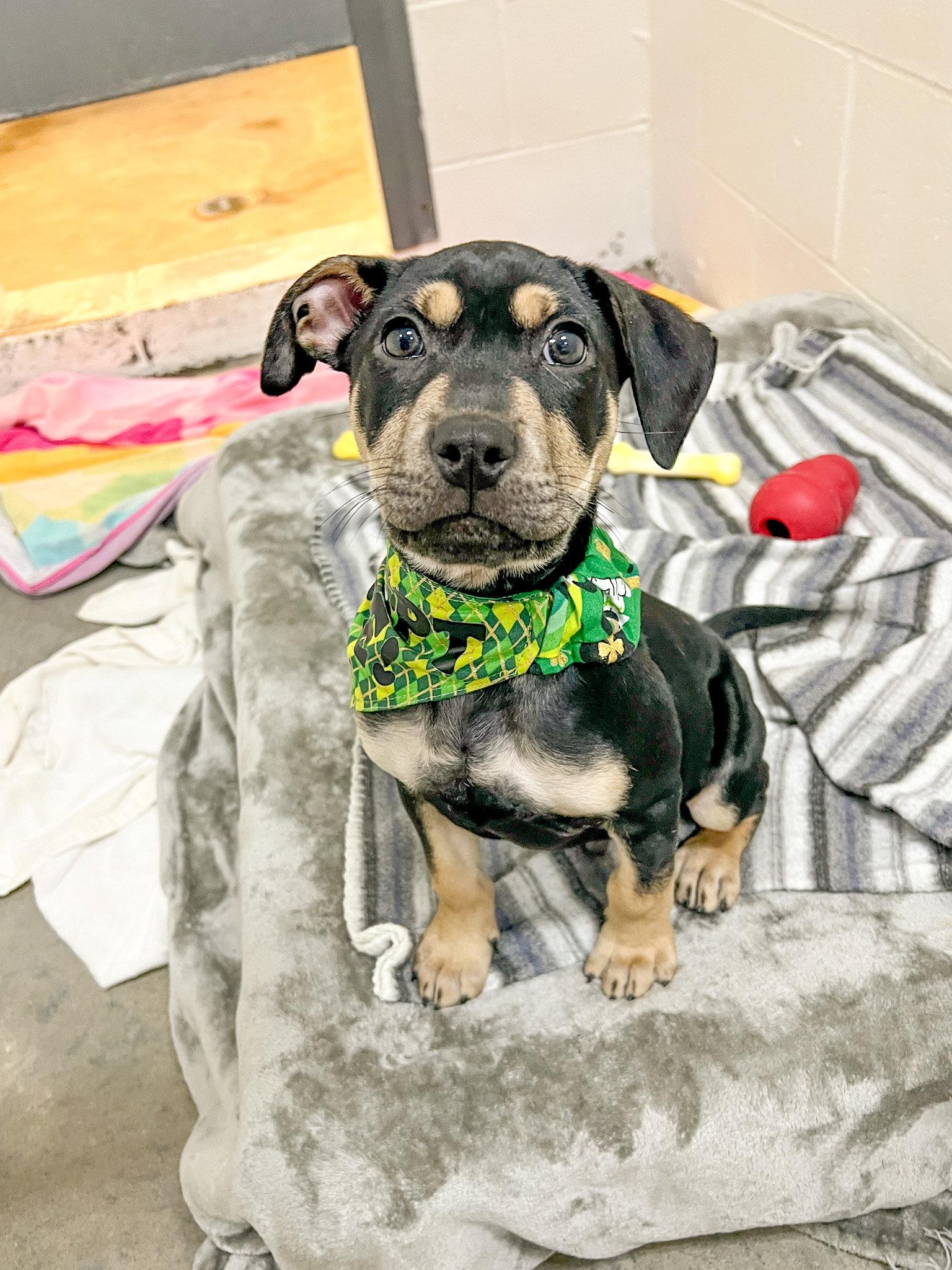 Enlarge Smooches, a Adoptable Mixed Breed in Sanford, NC image 2/2