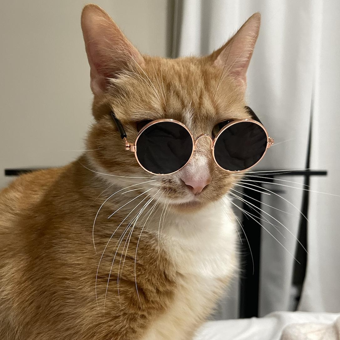 Enlarge Sandy, a Adopted Domestic Short Hair in Philadelphia, PA image 1/4