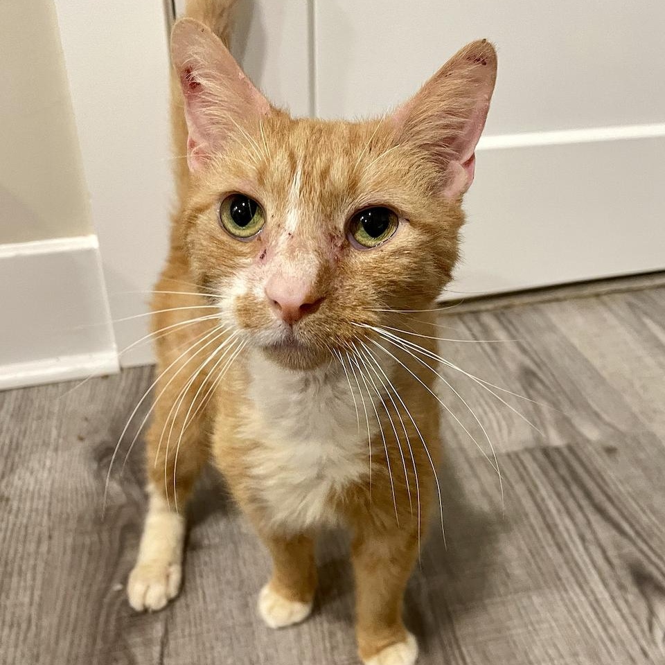 Enlarge Sandy, a Adopted Domestic Short Hair in Philadelphia, PA image 4/4