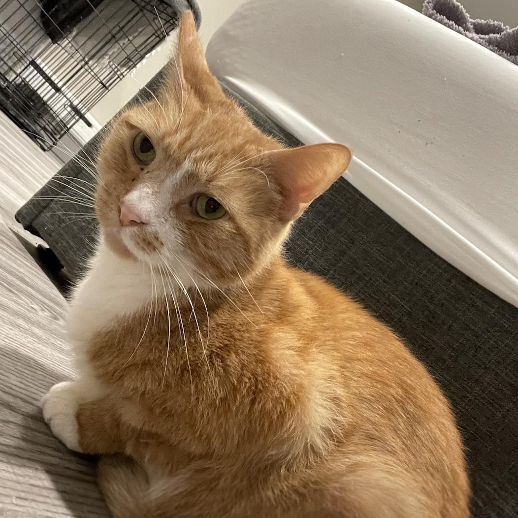 Enlarge Sandy, a Adopted Domestic Short Hair in Philadelphia, PA image 2/4