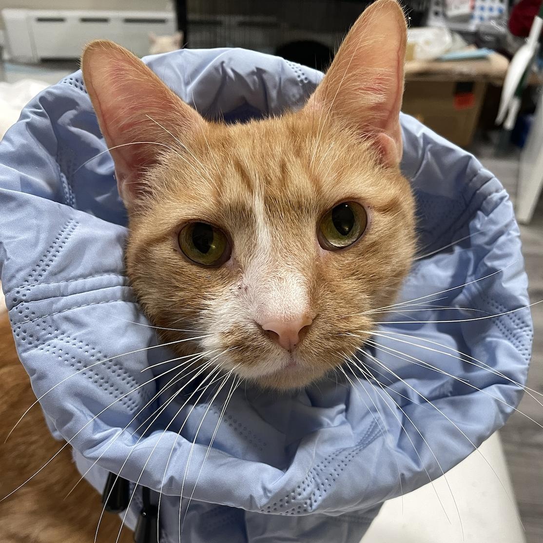 Sandy, Adopted, Adult Male Domestic Short Hair.