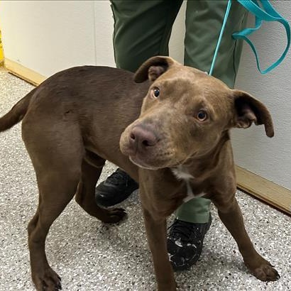 Enlarge Wilmer, a ADOPTABLE mixed breed in Defuniak Springs, FL image 1/1