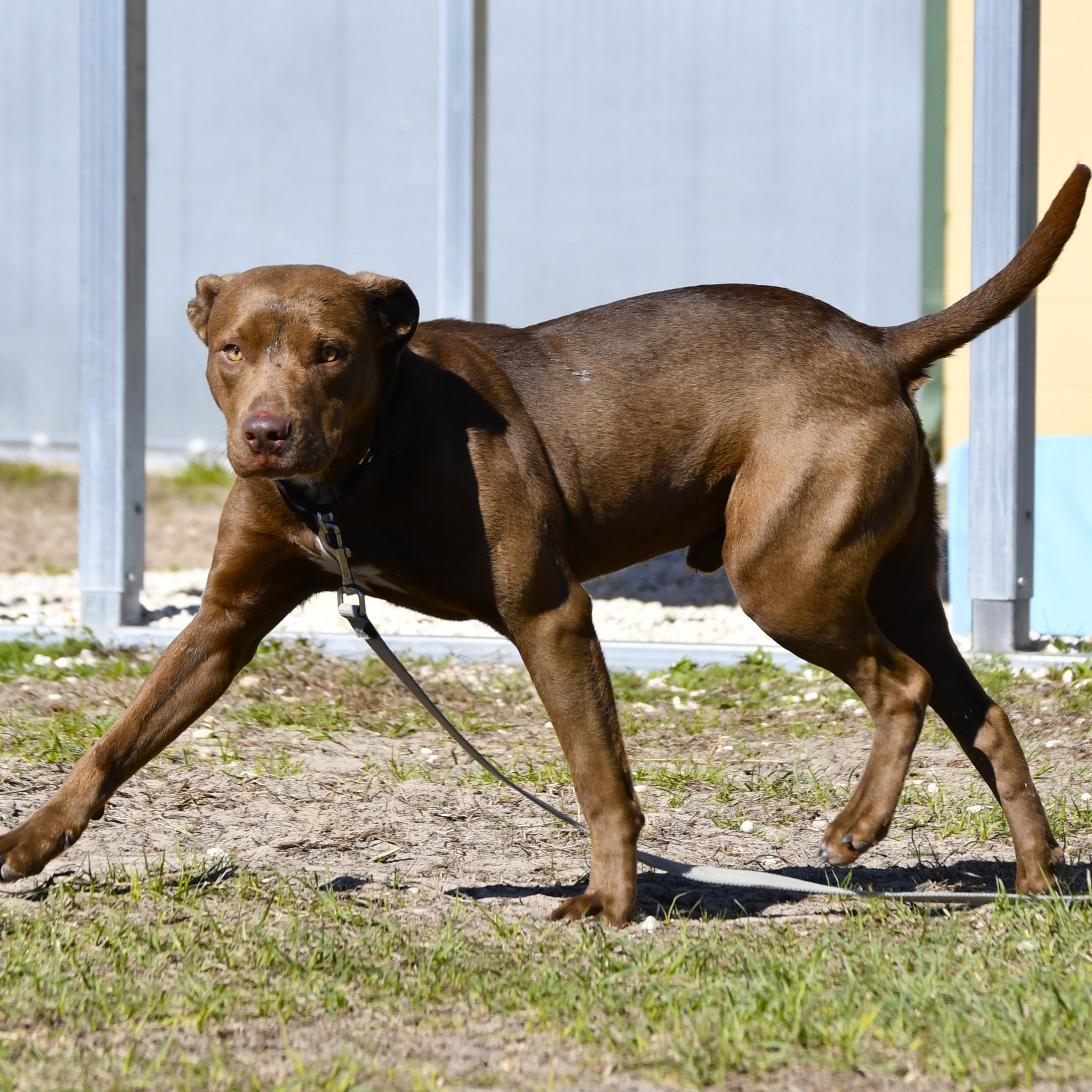 Enlarge Wilmer, a ADOPTABLE mixed breed in Defuniak Springs, FL image 4/4