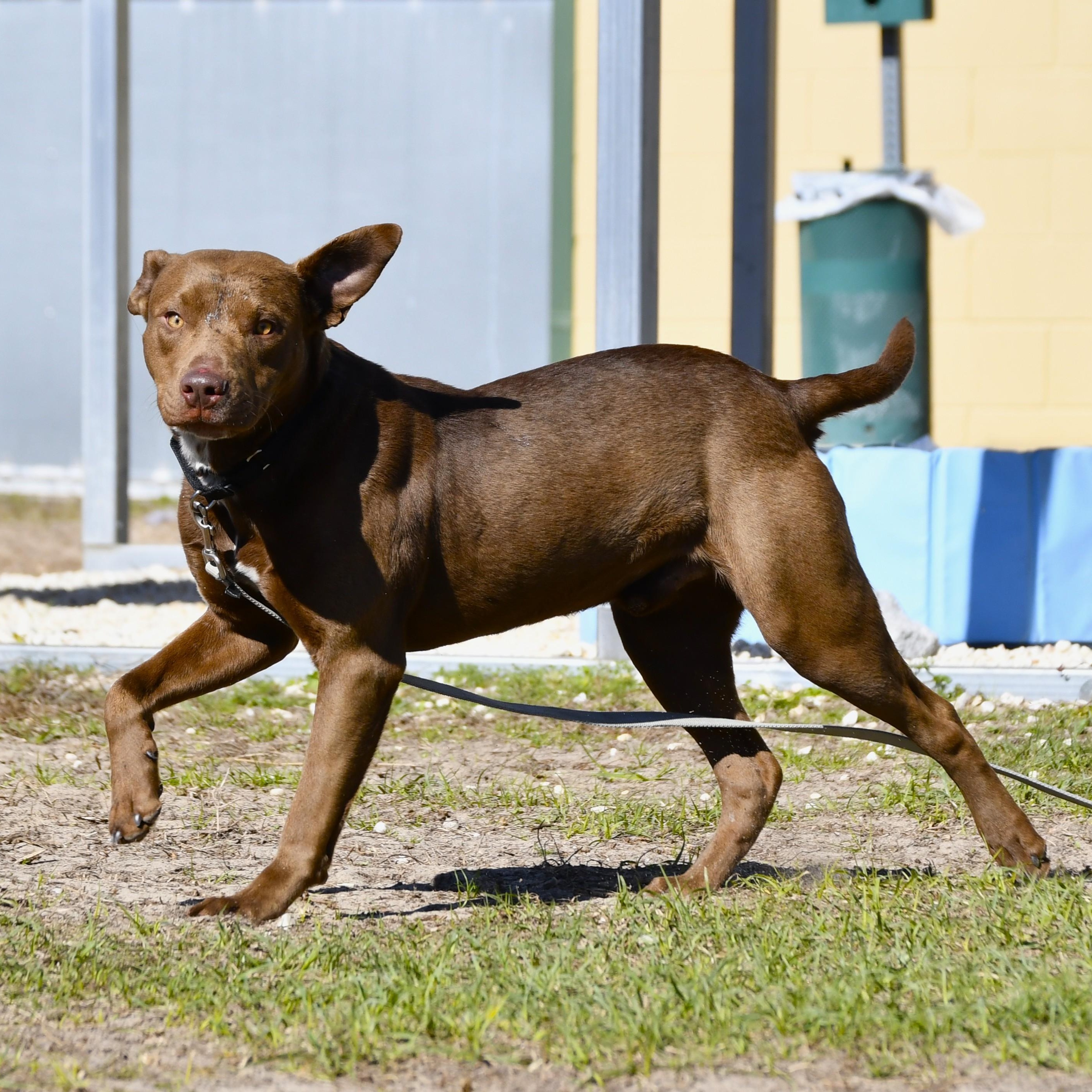 Enlarge Wilmer, a ADOPTABLE mixed breed in Defuniak Springs, FL image 1/4