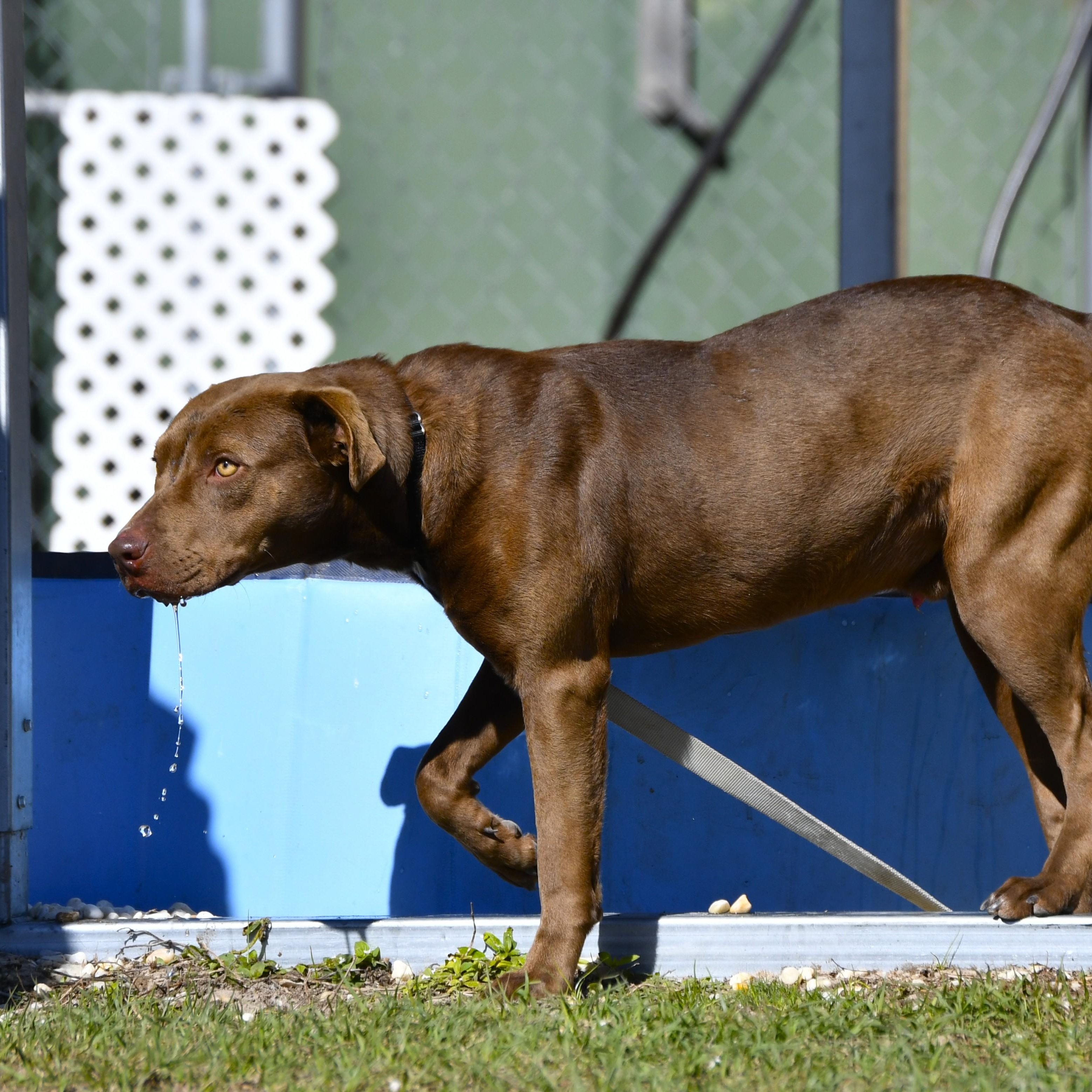 Enlarge Wilmer, a ADOPTABLE mixed breed in Defuniak Springs, FL image 3/4