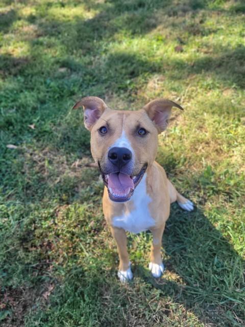 WINIFRED, Adoptable, Young Female Pit Bull Terrier & Mixed Breed.