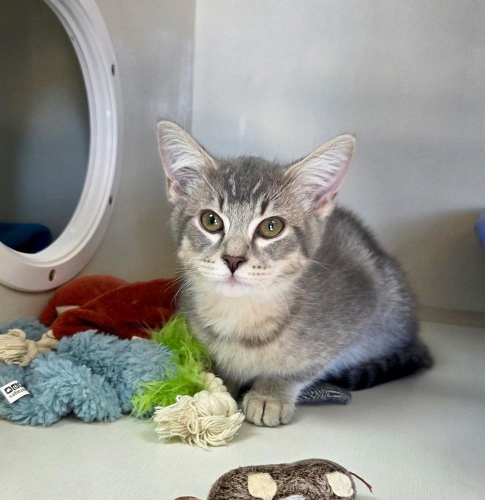 Enlarge Sterling Doodle, a Adoptable mixed breed in Green Valley, AZ image 1/6