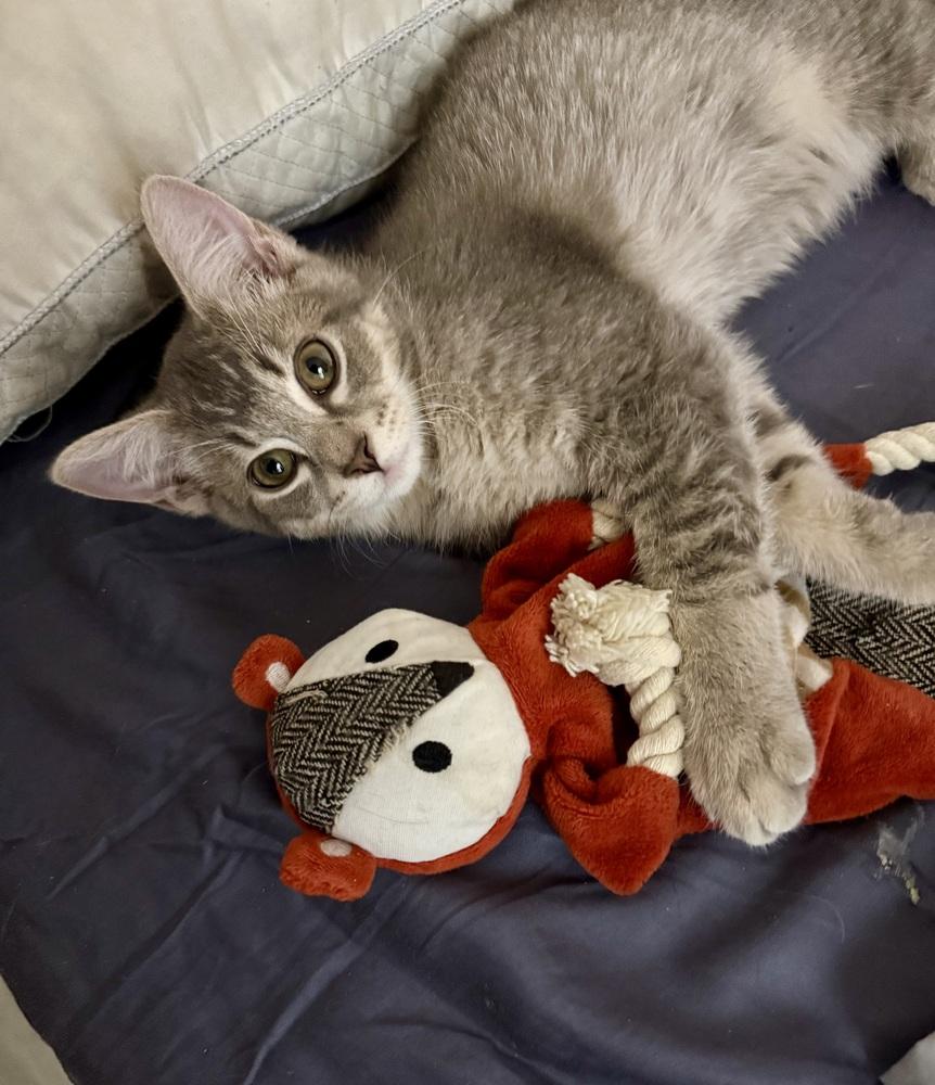 Enlarge Sterling Doodle, a Adoptable mixed breed in Green Valley, AZ image 2/6