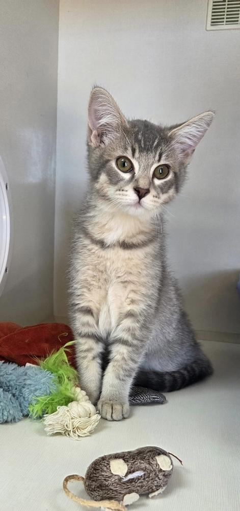 Enlarge Sterling Doodle, a Adoptable mixed breed in Green Valley, AZ image 3/6