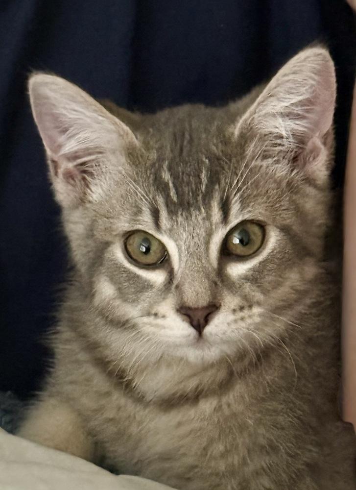 Enlarge Sterling Doodle, a Adoptable mixed breed in Green Valley, AZ image 4/6