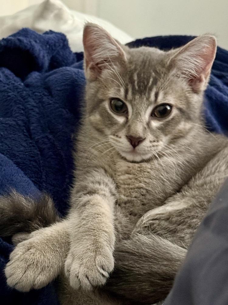 Enlarge Sterling Doodle, a Adoptable mixed breed in Green Valley, AZ image 5/6