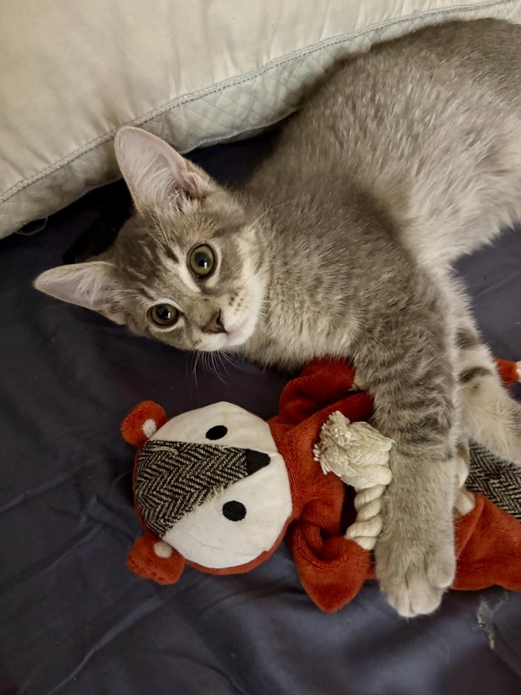 Enlarge Sterling Doodle, a Adoptable mixed breed in Green Valley, AZ image 6/6