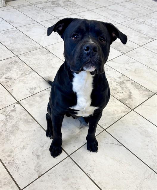 ACE, Adoptable, Young Male Mastiff & American Bulldog.