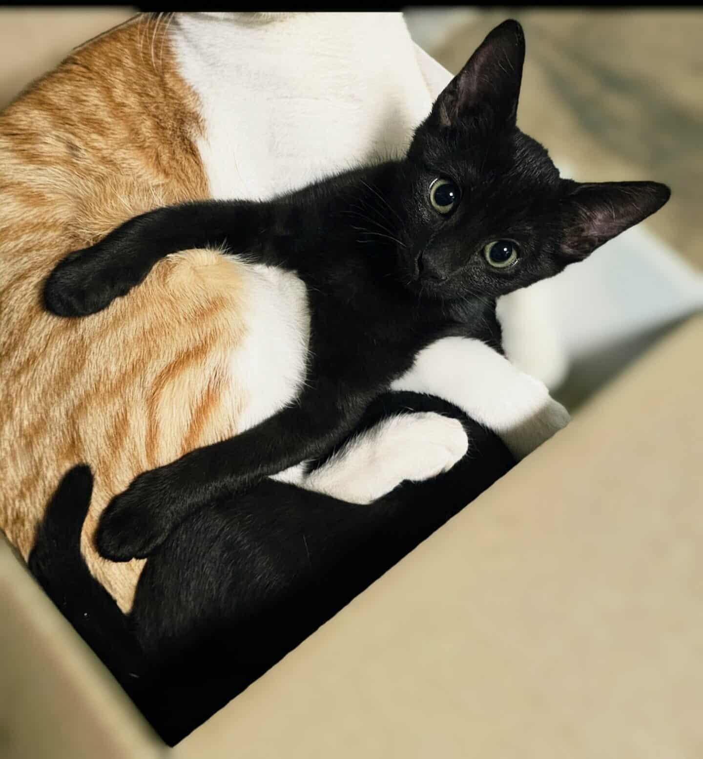 Lylla, a Adoptable Domestic Short Hair in Niagara Falls, NY image 3/5