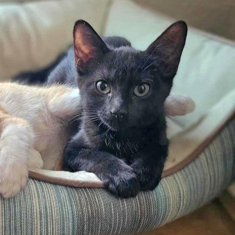 Lylla, Adoptable, Kitten Female Domestic Short Hair.