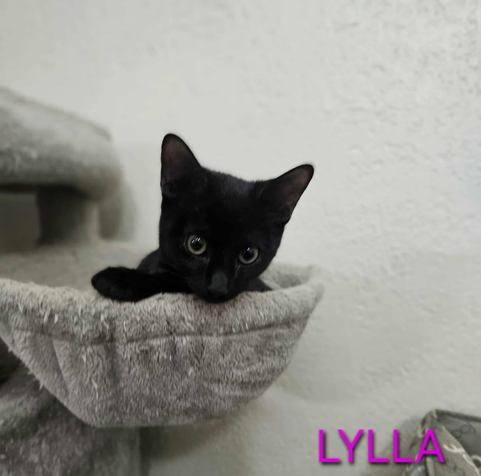 Lylla, a Adoptable Domestic Short Hair in Niagara Falls, NY image 5/5