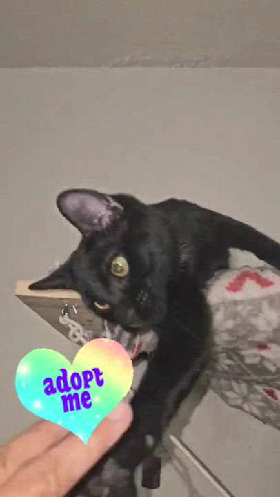 Enlarge Lylla, a Adoptable Domestic Short Hair in Niagara Falls, NY video 2/5