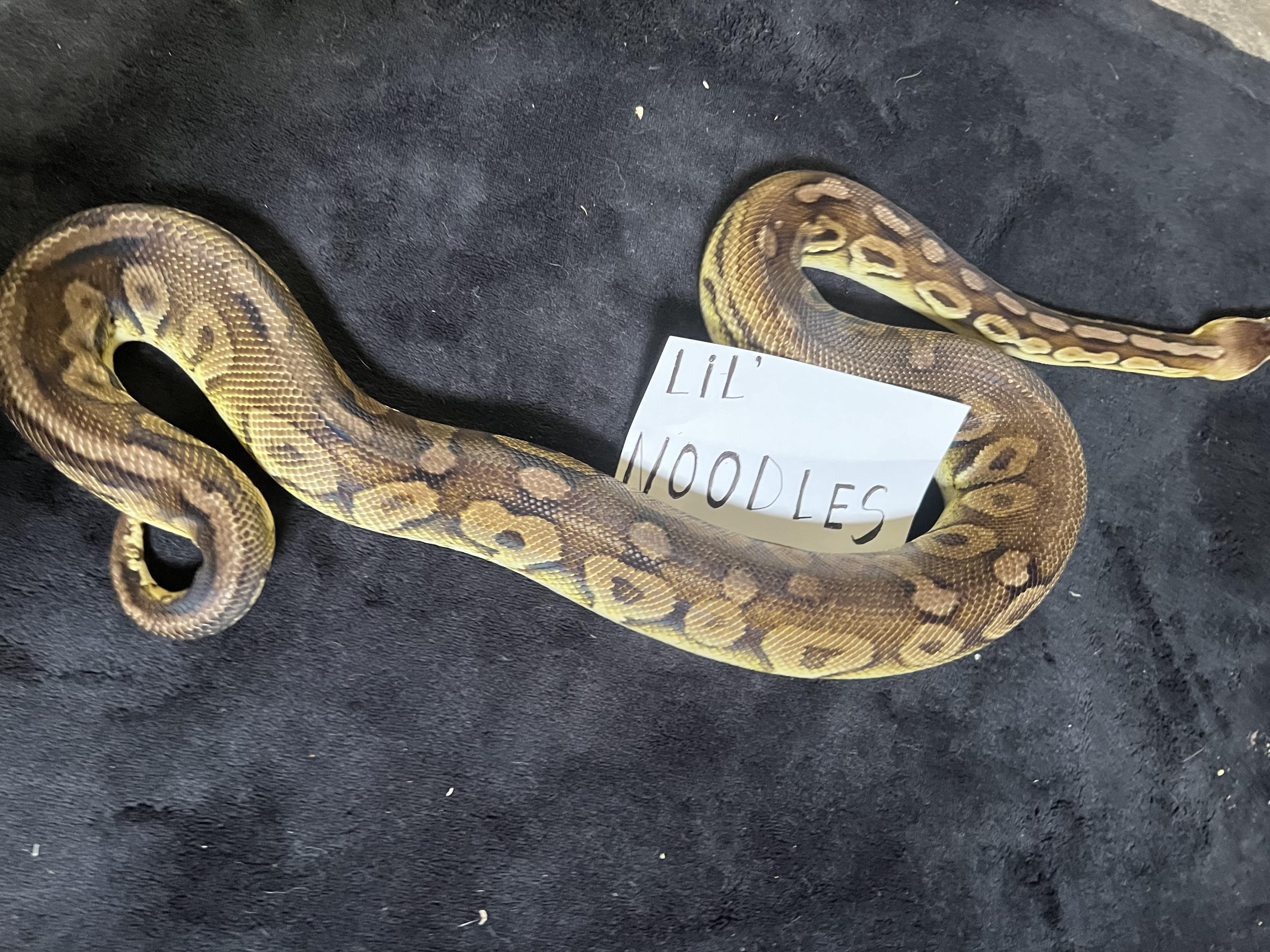 Lil' Noodle