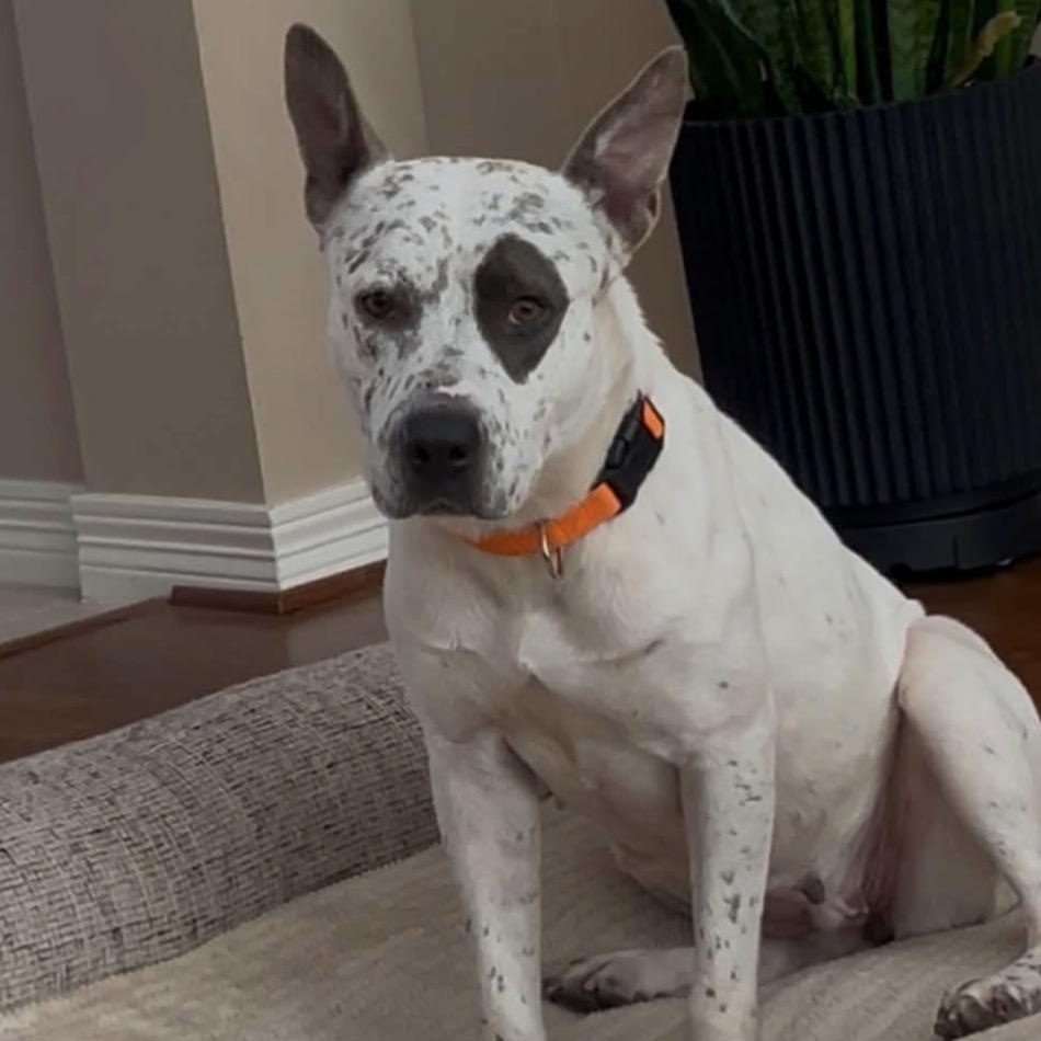 Patches, Adoptable, Adult Female Pointer & Pit Bull Terrier.