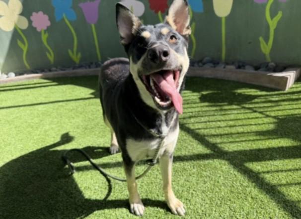 ROCSI, Adoptable, Young Female German Shepherd Dog.